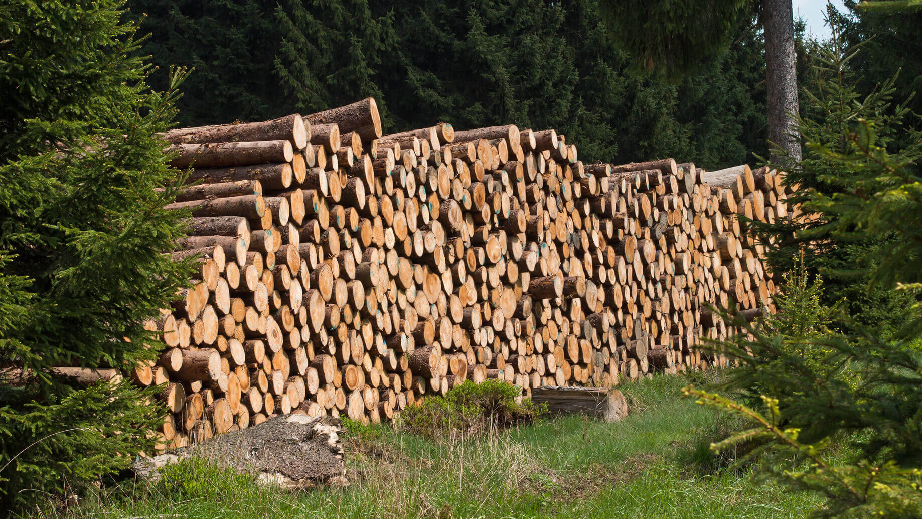 Holzstapel in der Natur